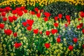 Red and Yellow FLowerbed