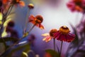 Red yellow flowers on blue purple natural summer background, blurred image, copy space, selective focus Royalty Free Stock Photo