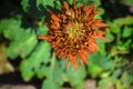 Red and yellow flowers with blur green leaf