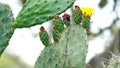 Red and yellow flowers on a cactus Royalty Free Stock Photo