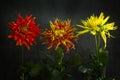 red and yellow flowers Royalty Free Stock Photo