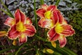 Red-yellow flowers of daylily Royalty Free Stock Photo
