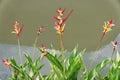 The red and yellow flowers of Heliconia psittacorum, a unique tropical plant