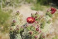 Desert Bloom Series - Jumping Cholla - Cylindropuntia Fulgida