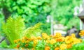 Red and yellow flowers of marigolds. French marigolds in the park on a soft blurred background Royalty Free Stock Photo