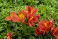 Red and yellow flowers of a Peruvian lily (alstroemeria) Royalty Free Stock Photo