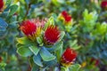 Red yellow flowers plants fynbos ericas in the Kirstenbosch