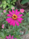 Red & yellow flowers of Red Spotted Yellow Plant enhance yards, gardens, terraces with unique beauty and liveliness.