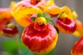 Red and yellow flowers. Summer colors. Background.