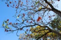 Red and yellow flowers on tree Royalty Free Stock Photo