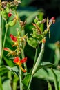 Red and yellow flowers and unripe green fruits on canna lilies.