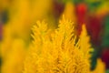Red and yellow fluffy tropical plants Royalty Free Stock Photo