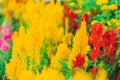 Red and yellow fluffy tropical plants Royalty Free Stock Photo