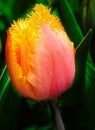 Red and yellow fringed tulip head against blurry background Royalty Free Stock Photo