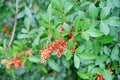 Red Fruit of Dwarf Schefflera, Arboricola Royalty Free Stock Photo