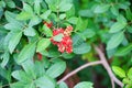 Red Fruit of Dwarf Schefflera, Arboricola Royalty Free Stock Photo