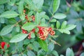 Red Fruit of Dwarf Schefflera, Arboricola Royalty Free Stock Photo