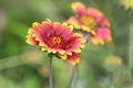 Red and yellow Gaillardia fanfare Flower in Hongshilin national park