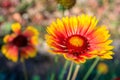 Red-yellow gaillardia flower close-up, the background is blurred Royalty Free Stock Photo