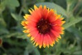 Red and Yellow Gaillardia Flower Royalty Free Stock Photo