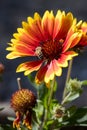 Gazanias flowering in an English garden Royalty Free Stock Photo