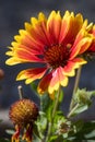 Gazanias flowering in an English garden Royalty Free Stock Photo