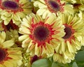 Red and yellow Gerber daisies Royalty Free Stock Photo