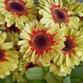 Red and yellow gerber daisies, floral background Royalty Free Stock Photo