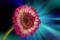 Red-yellow gerbera with black background Royalty Free Stock Photo