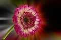 Red-yellow gerbera with black background Royalty Free Stock Photo