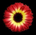 Red-yellow gerbera flower black isolated background with clipping path. Closeup. no shadows. For design. Royalty Free Stock Photo