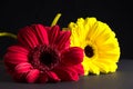 Red and yellow gerbera flower in close-up over Royalty Free Stock Photo