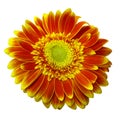 Red-yellow gerbera flower on a white isolated background with clipping path. Closeup. For design. Royalty Free Stock Photo