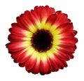 Red-yellow gerbera flower white isolated background with clipping path. Closeup. no shadows. For design. Royalty Free Stock Photo