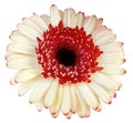 Red-yellow gerbera flower, white isolated background with clipping path.   Closeup.  no shadows. Royalty Free Stock Photo