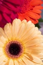 Red and yellow gerbera flowers close-up