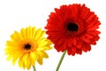 Red and yellow gerbers Royalty Free Stock Photo