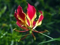 Red and yellow Gloriosa Superba lily wild flower in tropical Suriname South-America