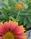 Red and yellow gorgeous Gallardia flower