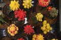 Red and yellow grafted moon cactus