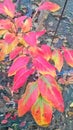 Red, yellow, green beautiful autumn leaves and flower Royalty Free Stock Photo