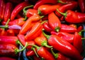 Red and yellow green bell pepper plant Royalty Free Stock Photo