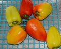 Red, yellow and Green bulgarian pepper