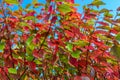 Red, yellow, green leaves on a tree against a blue sky. Autumn landscape. Warm tones Royalty Free Stock Photo