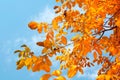 Red, yellow and green leaves on tree branches under blue sky. Autumn seasonal scene. Natural fall background Royalty Free Stock Photo