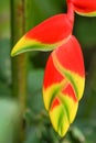 Red and yellow heliconia blossom in nature Royalty Free Stock Photo
