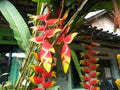 Red hHeliconia flower garden. close ups. Royalty Free Stock Photo