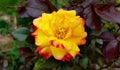 Red and yellow hybrid tea rose, Love and Peace rose Royalty Free Stock Photo