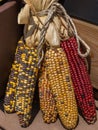 Red and Yellow Indian Corns Royalty Free Stock Photo