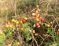 Red and yellow indian jujube or ber fruit on a tree Royalty Free Stock Photo